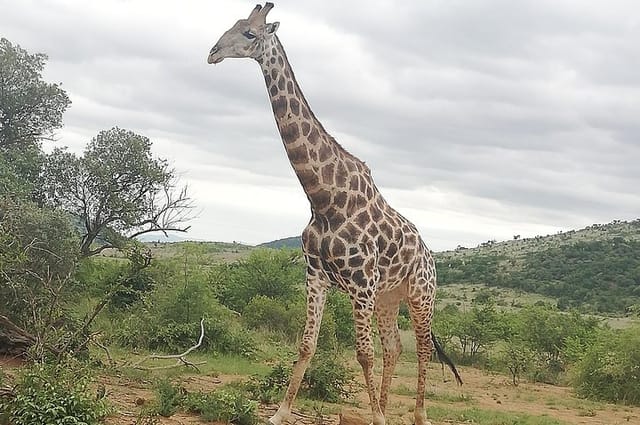 Pilanesberg & Lion & Safari Park - Photo 1 of 11